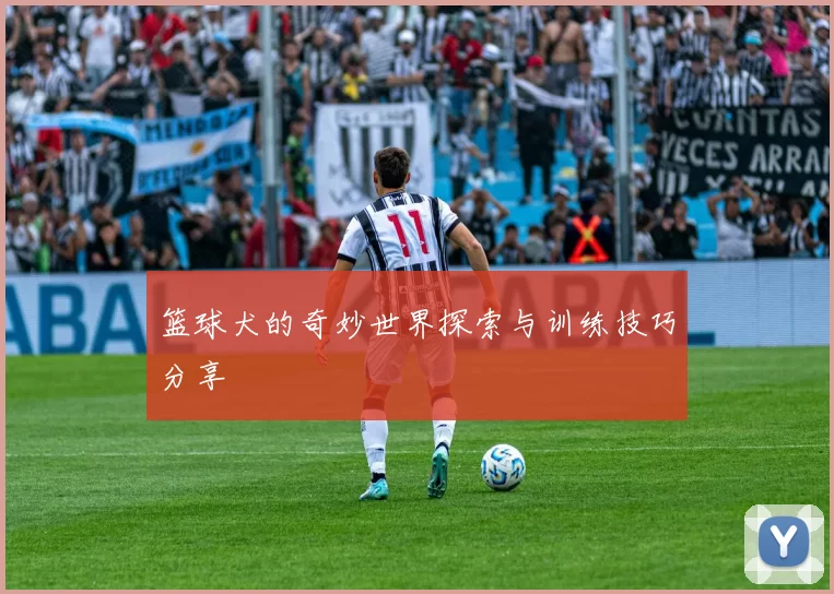 篮球犬的奇妙世界探索与训练技巧分享